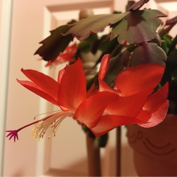 Meet your Posher - Picture 7 of 9